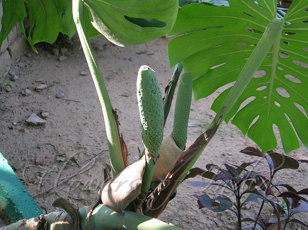 Split Leaf Philodendron